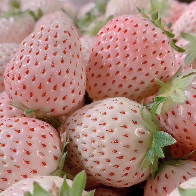 白雪公主白草莓苗批发 20公分高奶油草莓苗价格 营养钵脱毒草莓苗量大优惠 当年结果图片