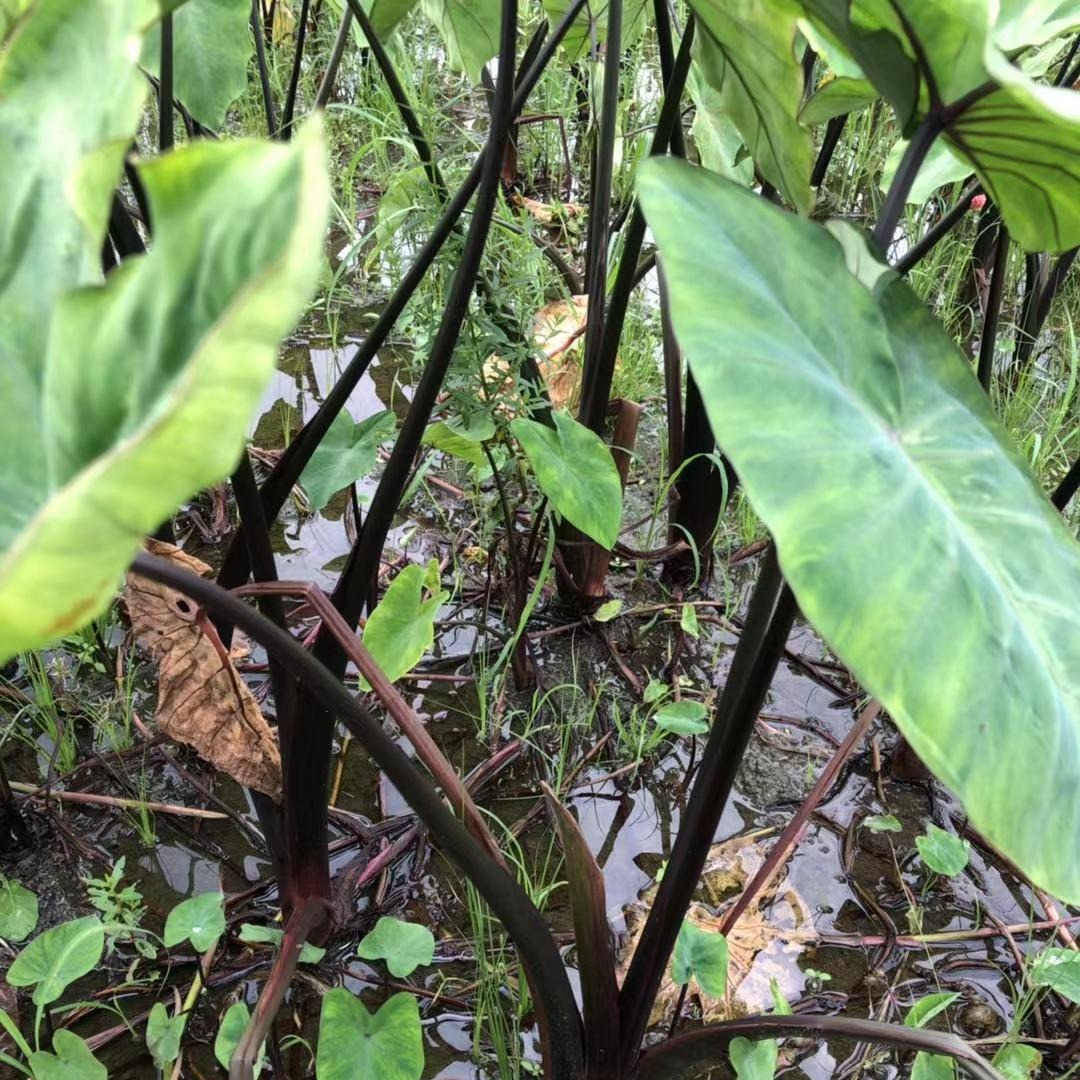 紫芋 水生紫芋 水生植物 紫芋价格 紫芋批发 益森苗圃种植基地图片