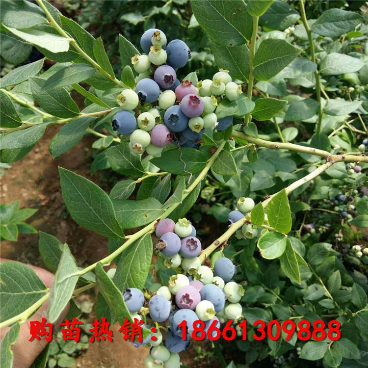 山东蓝莓苗厂家 上海蓝莓苗种苗提供种植技术 供应薄雾蓝莓树苗