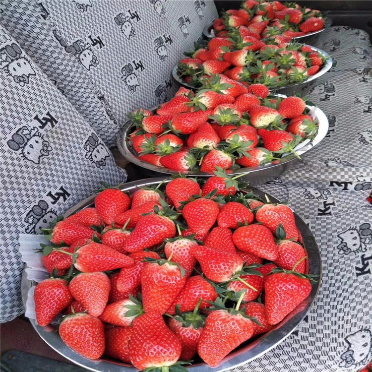 草莓苗供应厂家直销 脱毒法兰地草莓苗销售商 泰安法兰地草莓成苗价格