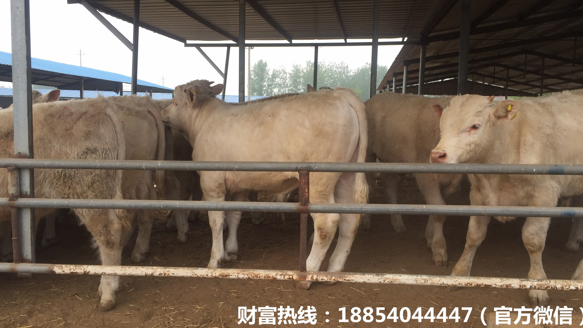 批发出售夏洛莱牛 夏洛莱肉牛的价格 大型肉牛养殖场示例图9