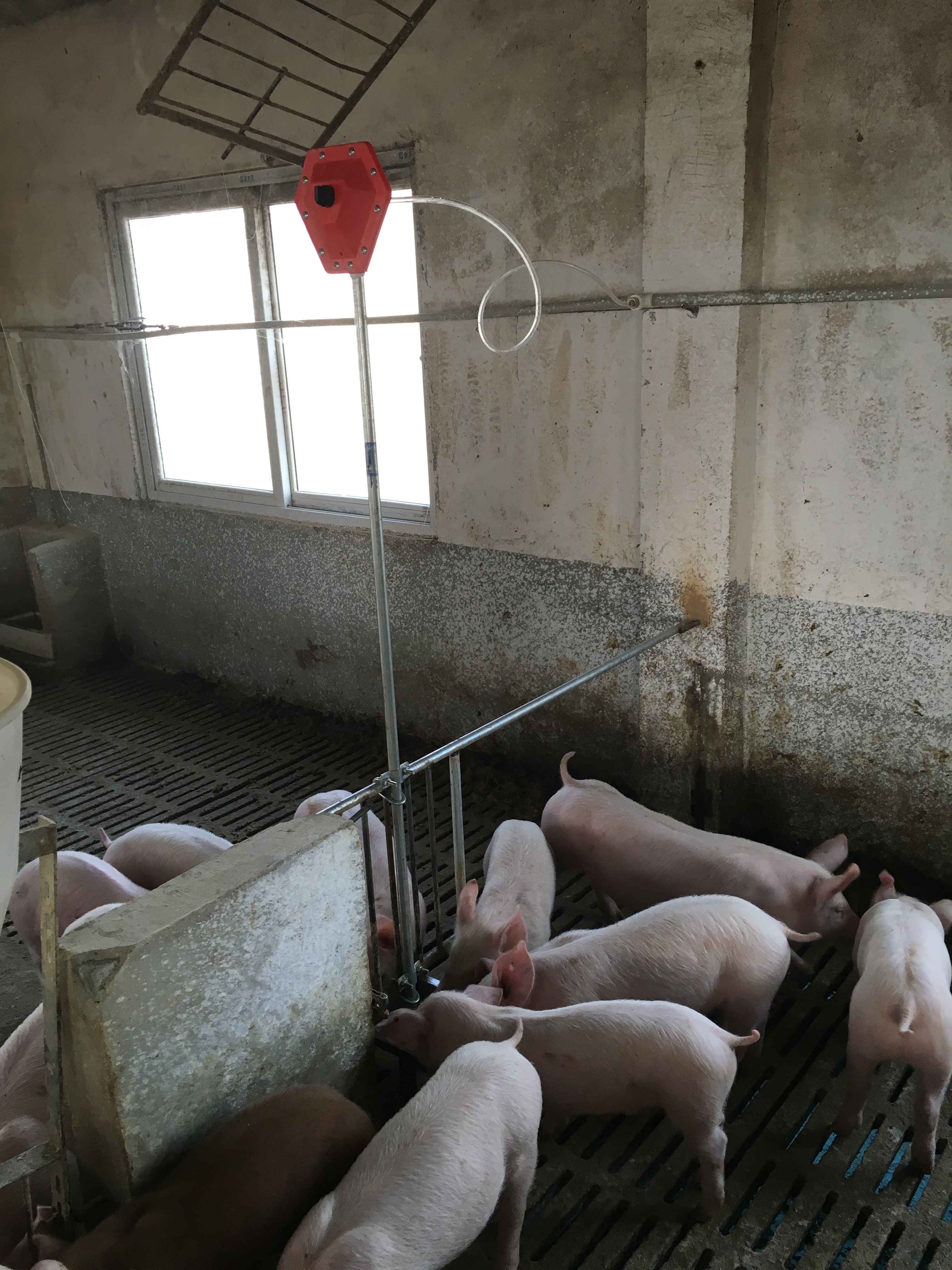 猪场自动饮水安装图片图片