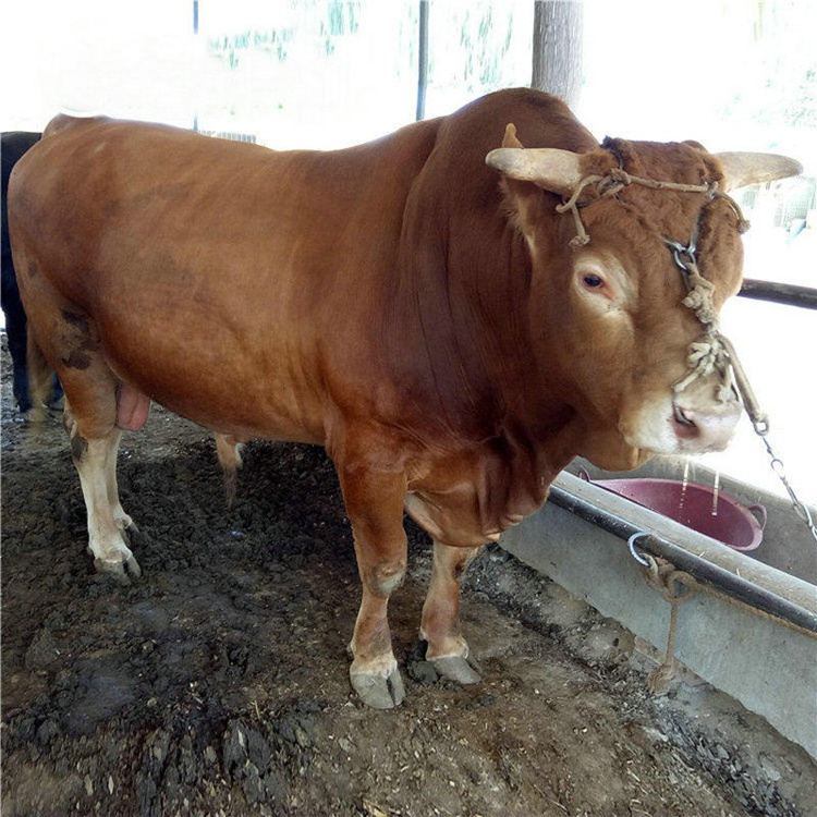 湖南养殖场 通凯 鲁西黄牛苗一头价格 300斤牛犊价格 成年肉牛报价示例图7