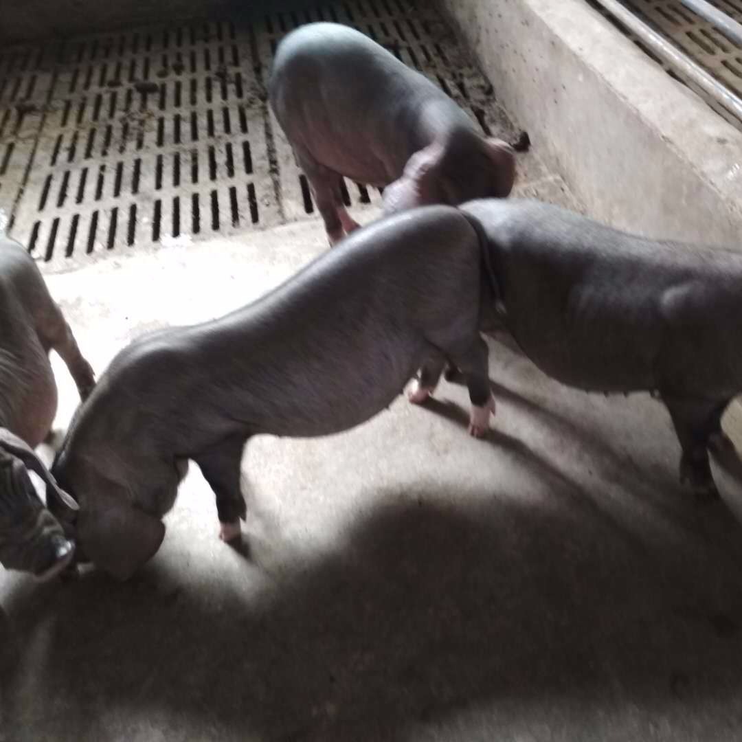 四蹄白太湖小母猪一只 梅山仔猪1个 后备母猪一斤 原种母猪繁育基地