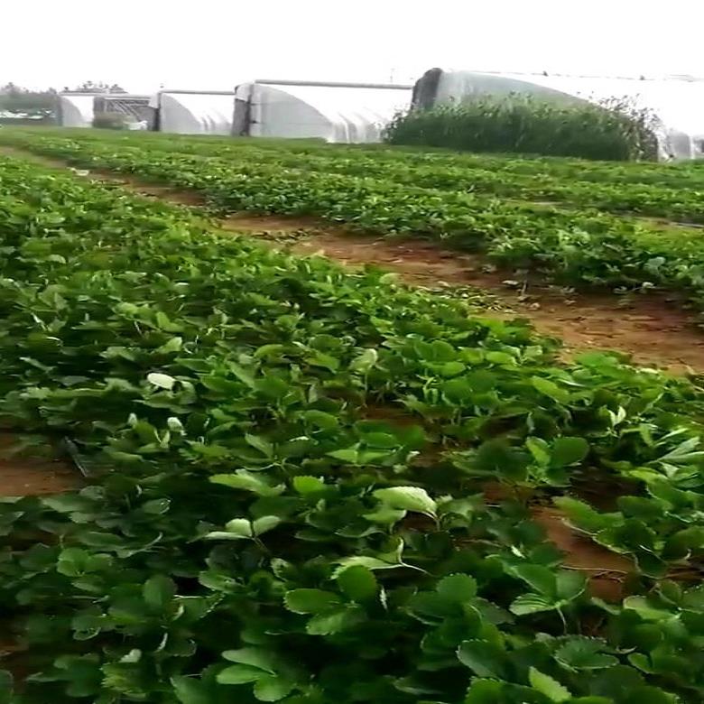 甜宝草莓苗现货批发 咖啡草莓苗总代理