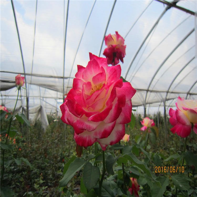 昆明基地大量供应，玫瑰苗木扦插月季花苗，彩色植物带花苞，玫瑰月季苗