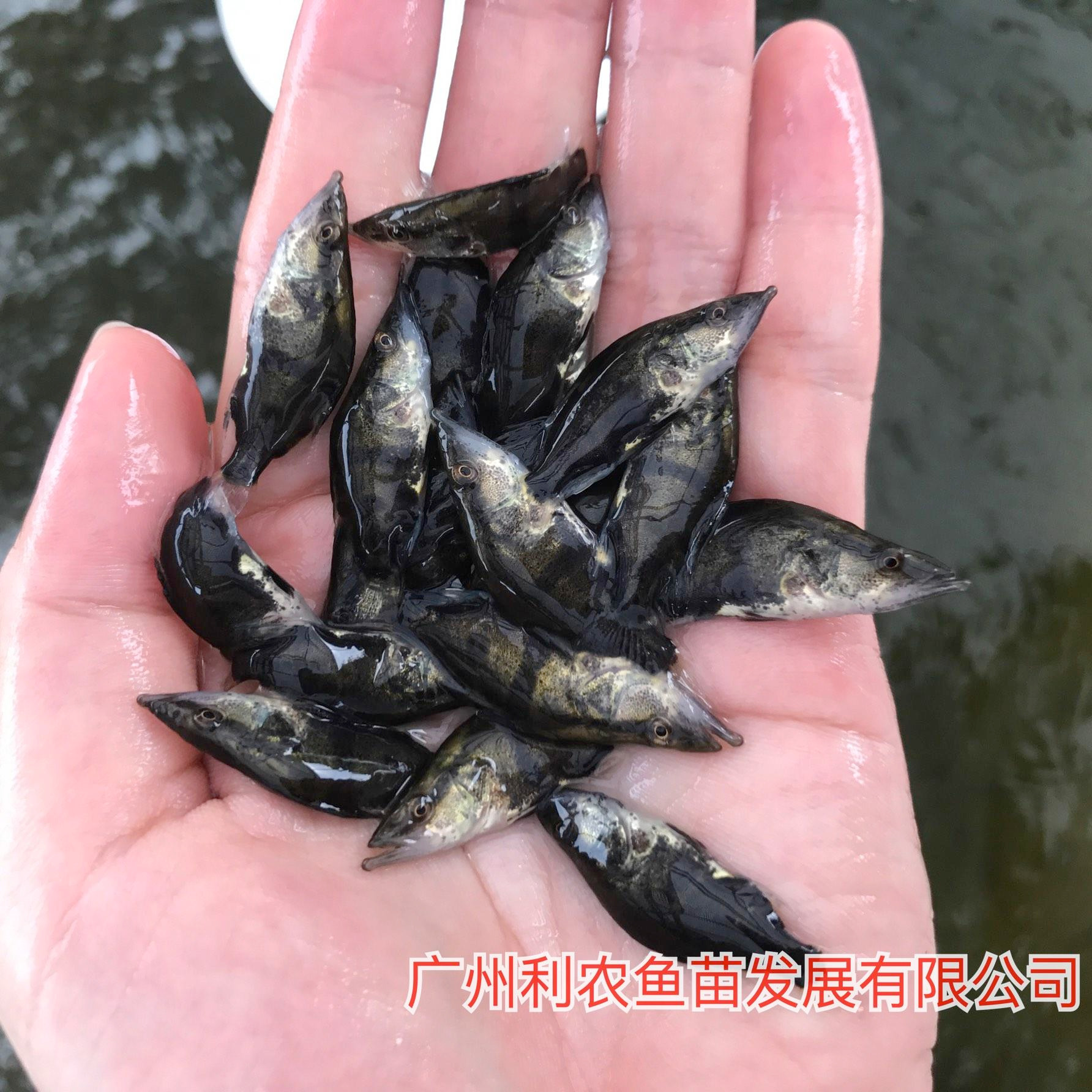 大量出售 广东茂名桂花鱼苗批发价格 4-5cm少病害好养殖鳜鱼苗