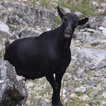 饲养黑山羊技术 重庆黑山羊养殖基地 免费运输 黑山羊羔图片