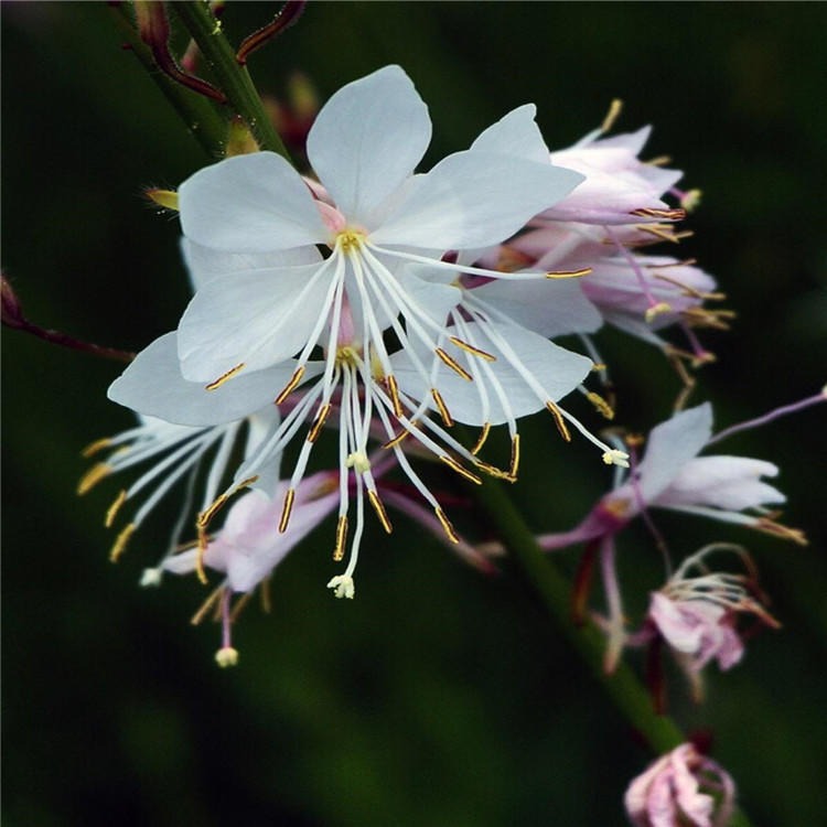 今年新採山桃草种子宿根多年生花卉观赏粉色草花图片