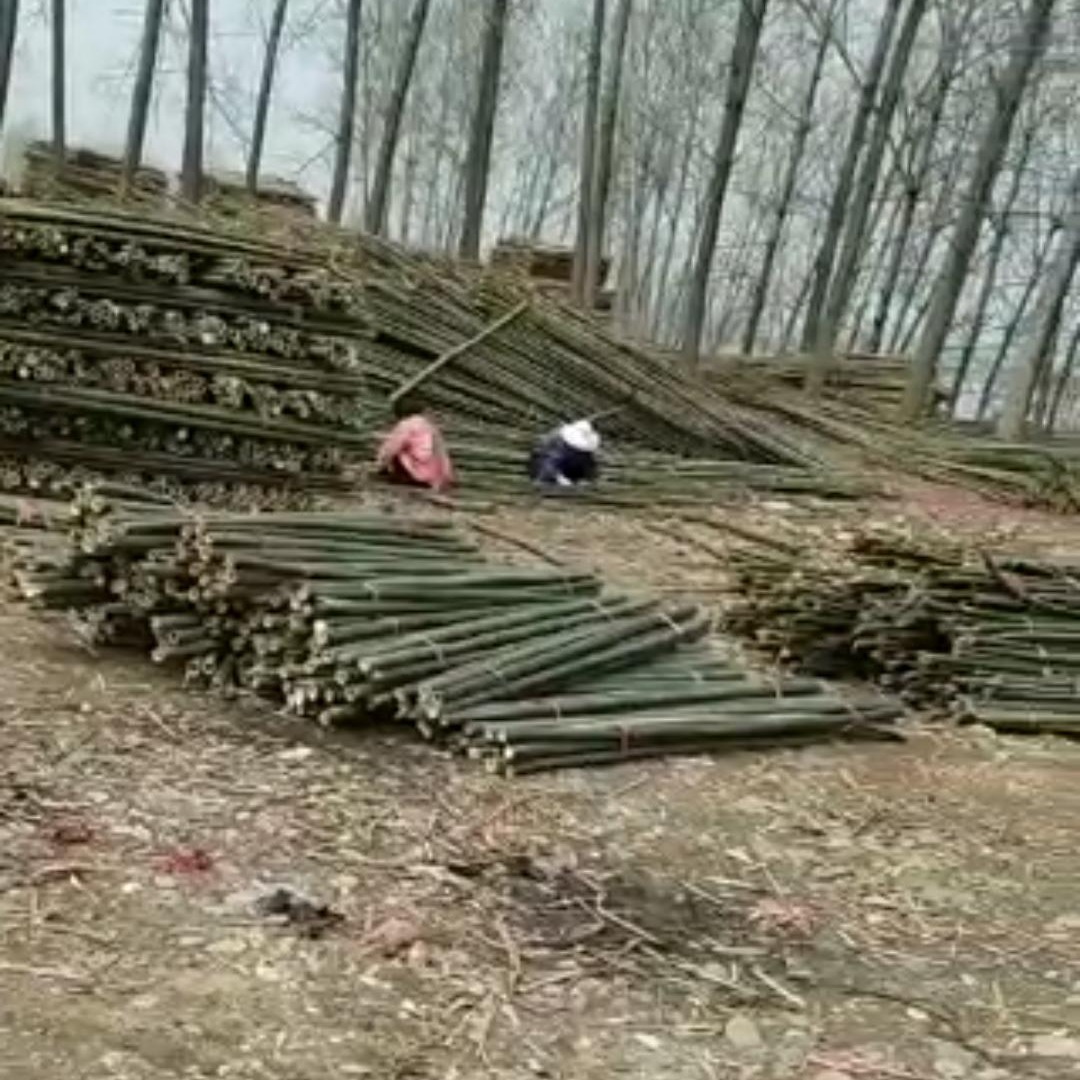 至诚毛竹 各种农作物爬藤2-3米细竹杆 绿化树撑竹杆批发