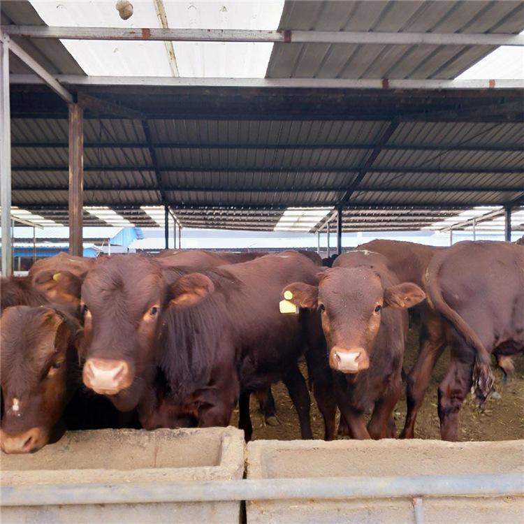 贵州省西门塔尔牛养殖基地 西门塔尔小肉牛犊子价格 通凯 西门塔尔牛幼牛批发示例图11