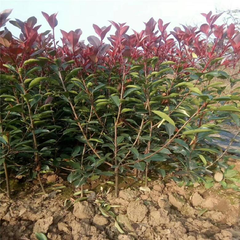 渭南红叶石楠树苗新品种红叶石楠