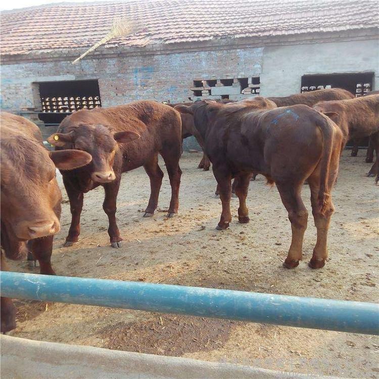 纯种鲁西黄牛-改良种牛犊养殖场-鲁西黄牛犊小牛-龙翔牧业-育肥种牛