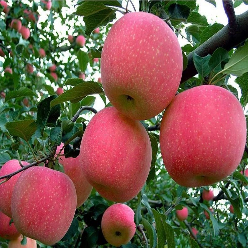 红富士苹果树苗嫁接树状苹果 庭院盆栽地栽 南北方当年结果红富士图片