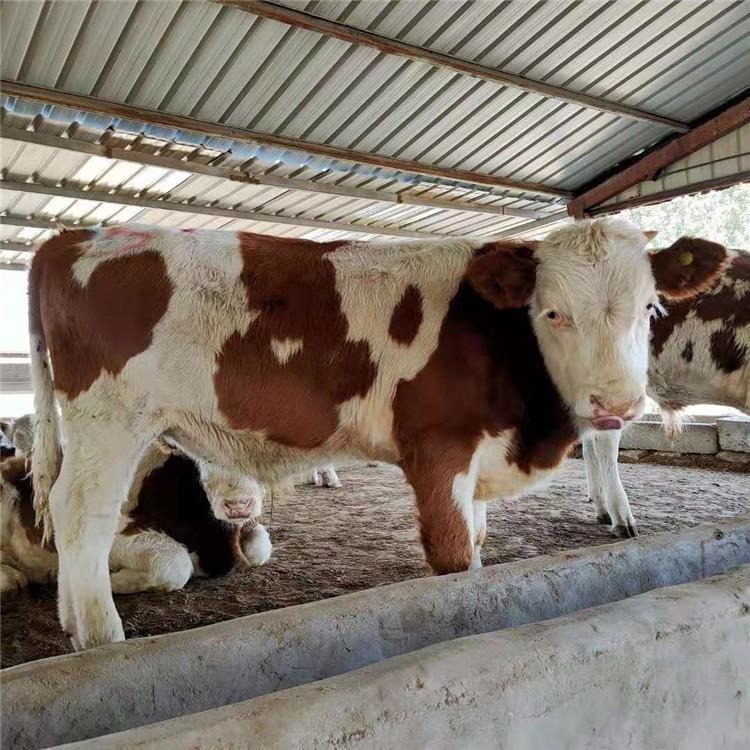 西门塔尔牛价格 通凯 技术指导 西门塔尔牛批发 西门塔尔牛行情