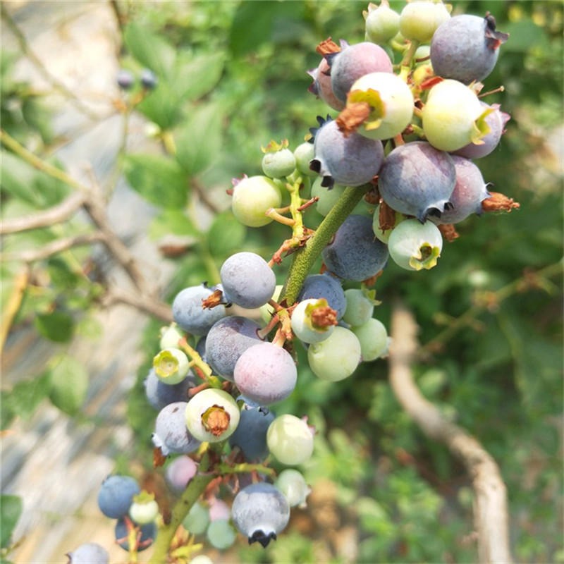 盆栽奥尼尔蓝莓苗 奥尼尔蓝莓苗品种 蓝莓苗批发出售图片