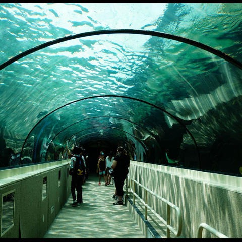 lanhu海洋馆设计、有机玻璃海洋馆设计、创意海洋馆设计水族工程建设亚克力泳池
