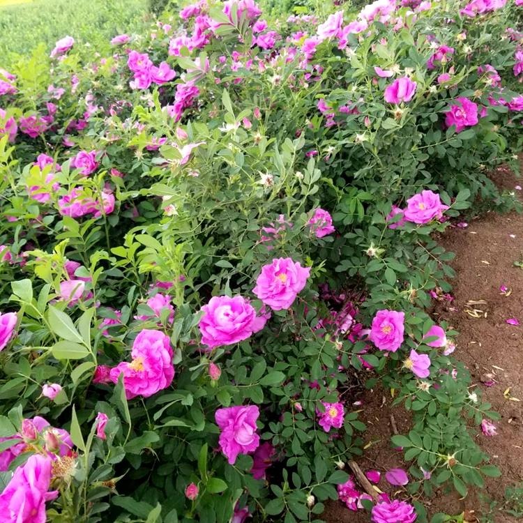 园林绿化四季玫瑰苗木 食用精油玫瑰绿化景观工程紫枝玫瑰耐寒耐旱