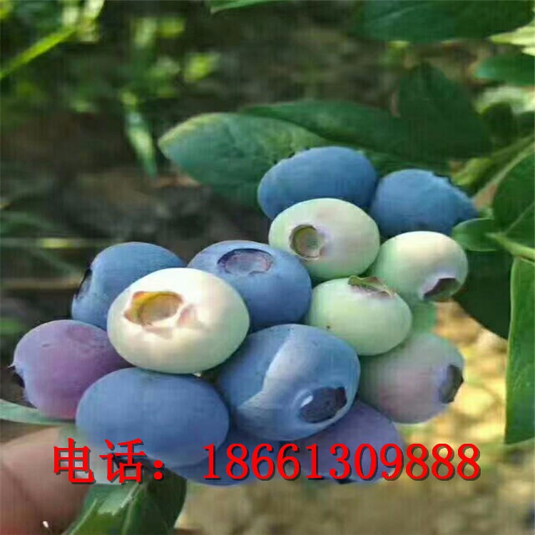 兔眼蓝莓成苗 丰产稳丰品种多样蓝莓苗 种植地栽盆栽蓝莓苗 蓝莓成苗种植技术指导