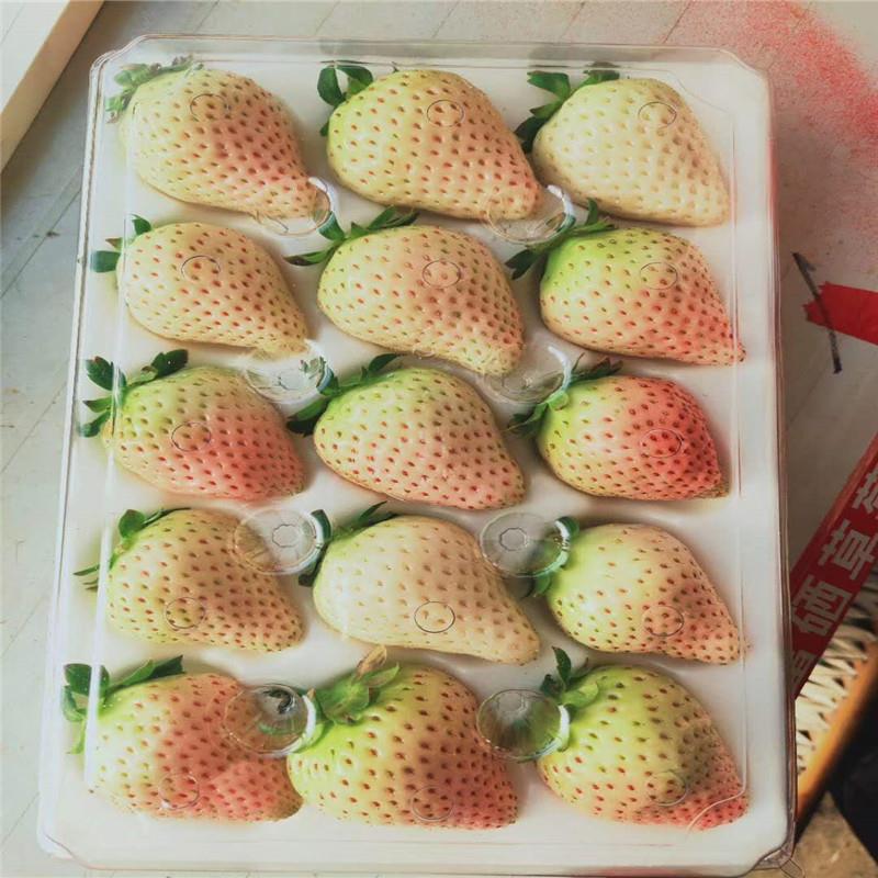 菠萝草莓苗各种品种 草莓苗批发商家 泉诚苗木2020种植大户