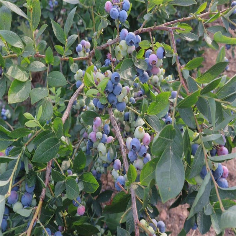 莱克西蓝莓苗基地提供种植指导 北陆蓝莓苗厂家批发