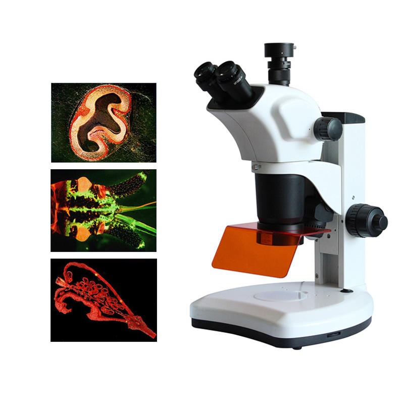 重庆荧光体视显微镜 体视荧光显微镜 LED荧光显微镜 ZSA300FL