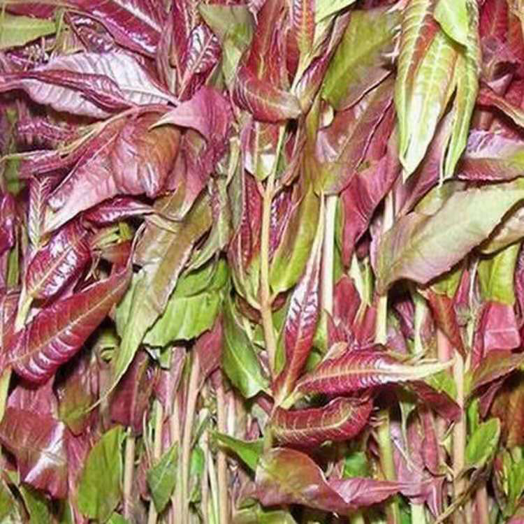 香椿种子 红油香椿种子 香椿树种子 红油香椿苗 量大优惠 同创药材