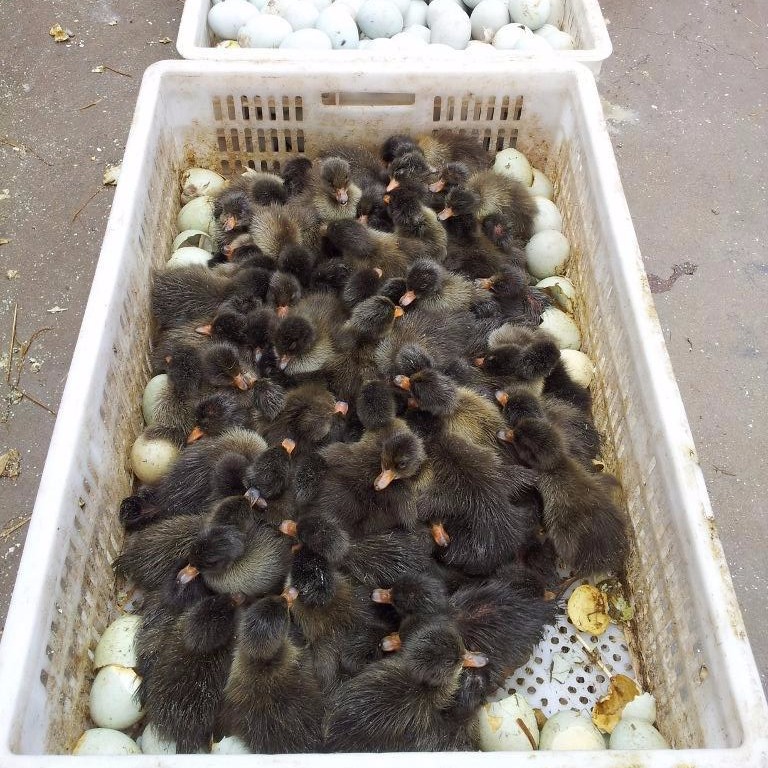 我想买蛋鸭苗，多产蛋绿壳品种，脱温母鸭一只，黑金定养鸭场