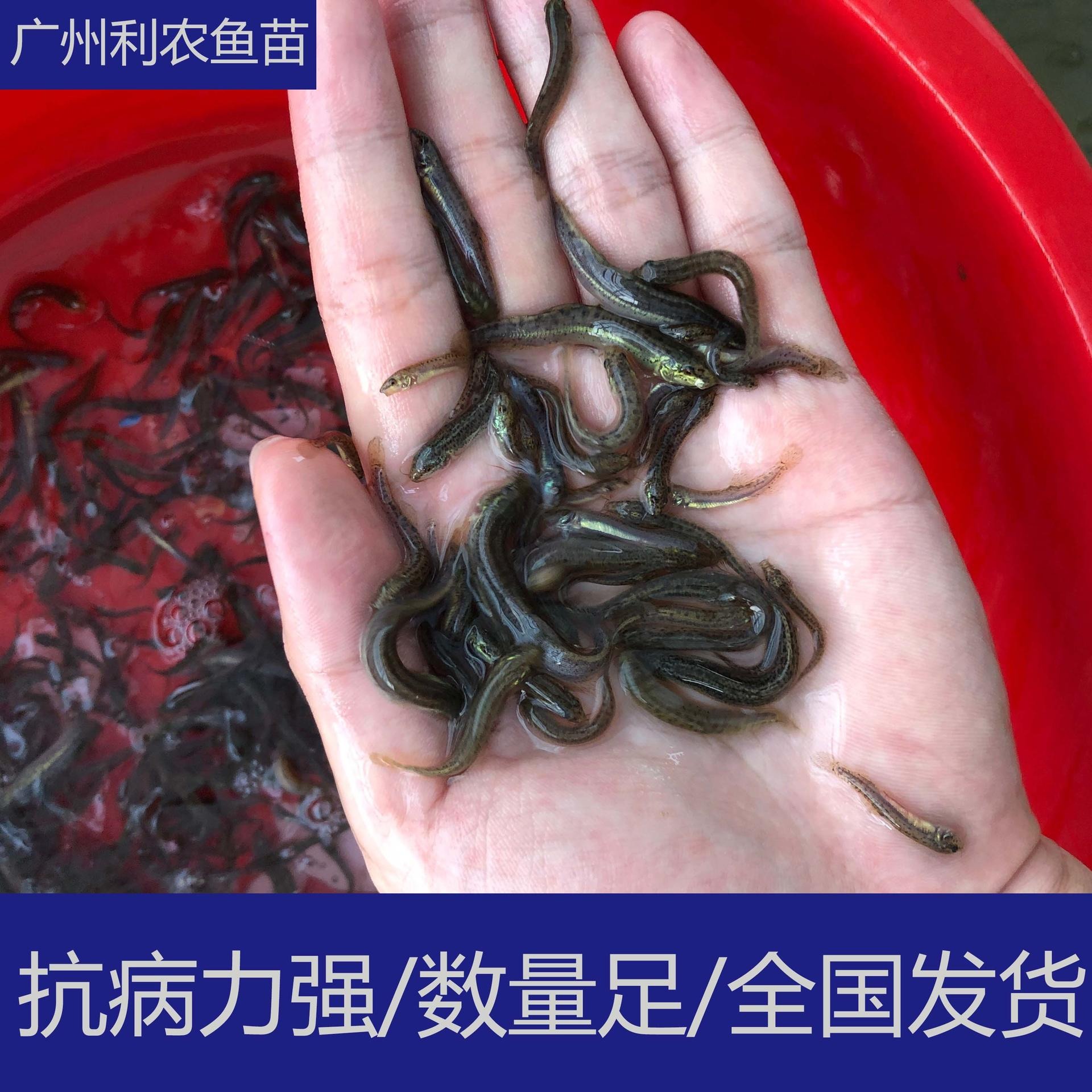 齐规格 江西抚州台湾一号泥鳅苗 5cm精品泥鳅苗