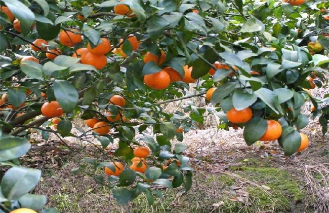 广西桂林沙糖橘大量批发荣盛苗圃广西特产图片