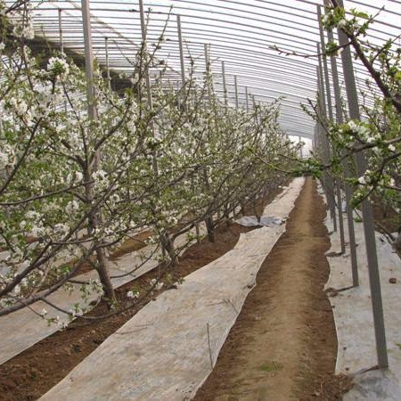 潍坊建达温室 樱桃大棚 双面坡温室 樱桃种植温室 薄膜樱桃大棚图片