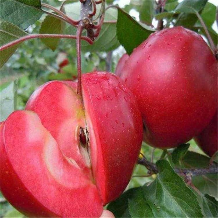 红心苹果苗批发单价、苹果苗根系发达、红心苹果苗保湿邮寄