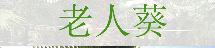 老人葵棕榈 杆高1米至8米规格齐老人葵 可作景观树风景抗风蒲葵苗示例图1