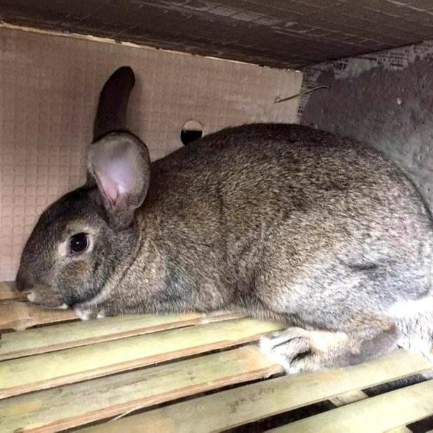 正规养殖场供应比利时兔杂交野兔 保成活 包回收 包教技术 肉兔价格