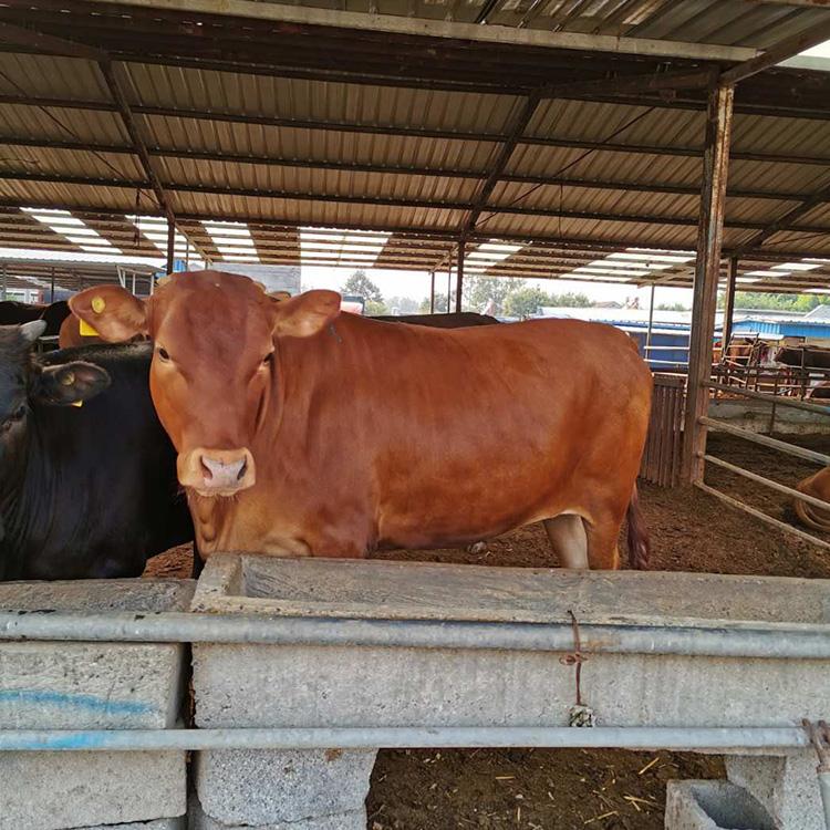 肉牛养殖场厂家直供 山东肉牛养殖场 改良肉牛犊 现代 长期供应