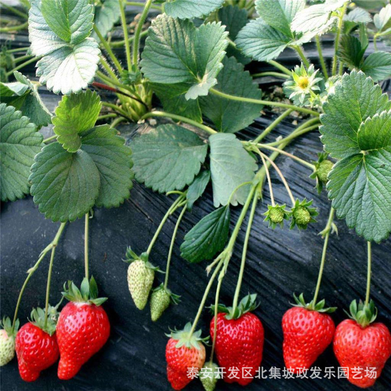 政发乐园艺场长年供应草莓苗，章姬，全明星，甜查理，法兰地等示例图4