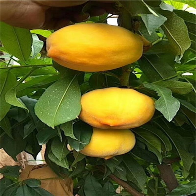 新品种桃树苗 1公分齐鲁巨红桃树苗 黄金蜜桃树苗种植技术 桃树原生苗 占地桃树图片