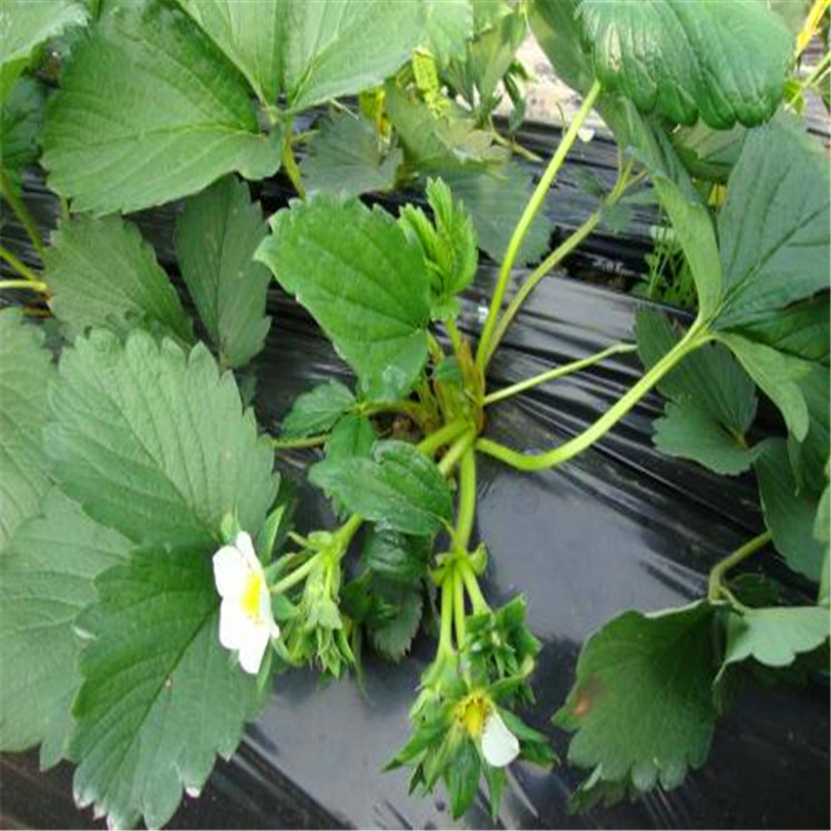 红珍珠草莓苗 价格供应 宇浩园艺场 妙香7号草莓苗出售信息