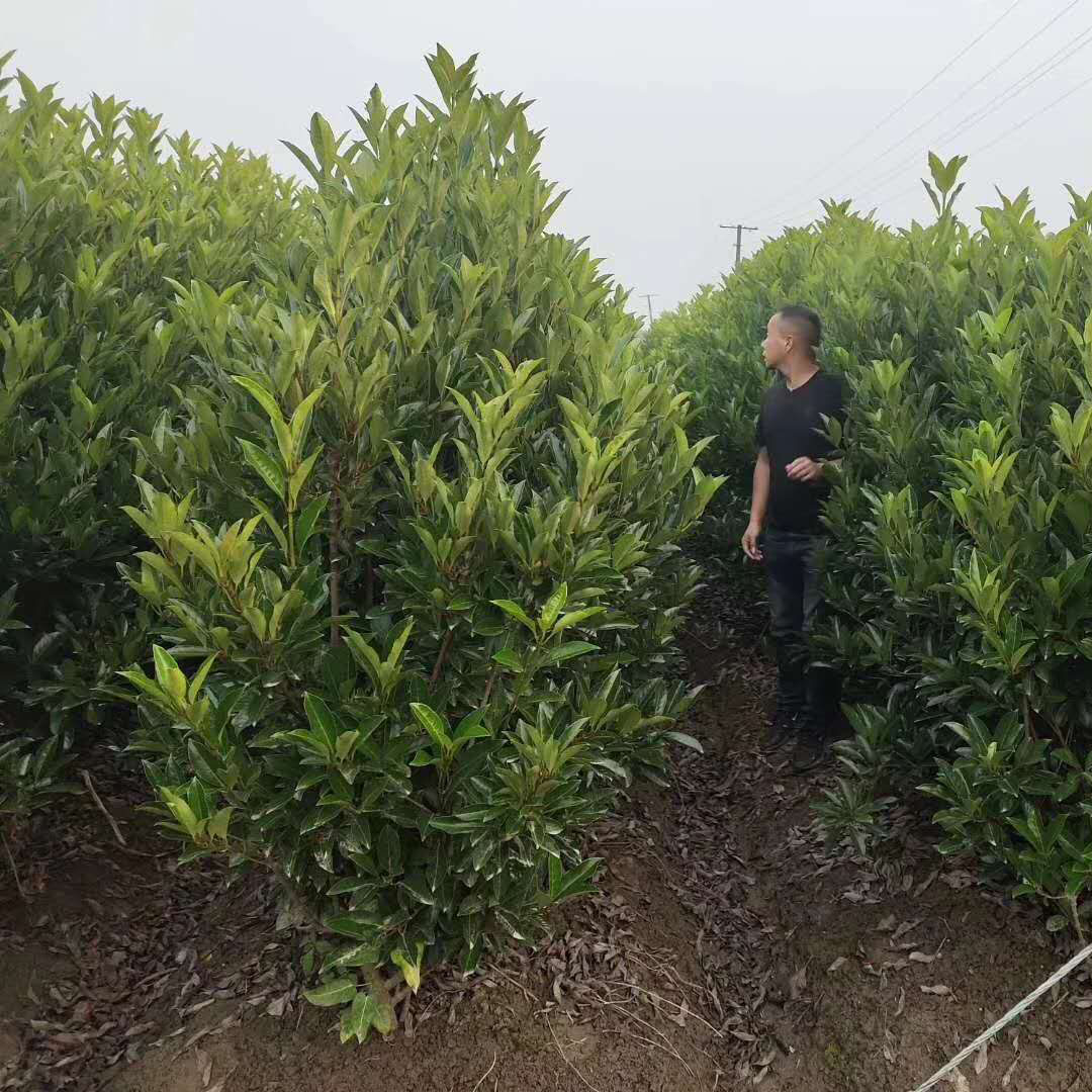 常绿灌木法国冬青篱笆苗 法国冬青工程苗 千喜0.8米-2.5米 欢迎选购
