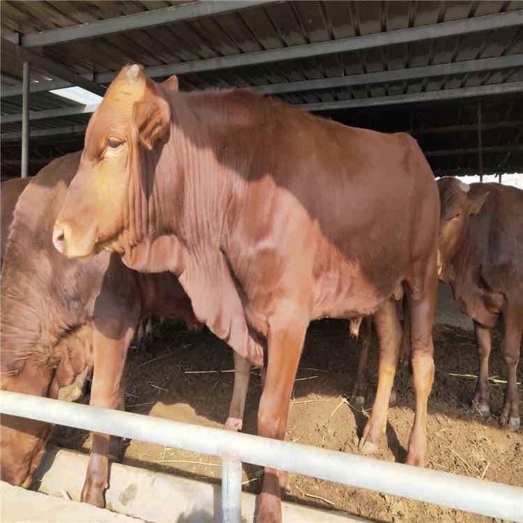 肉牛养殖场 纯种鲁西黄牛 改良肉牛犊 黄牛犊 龙翔 育肥肉牛犊价格