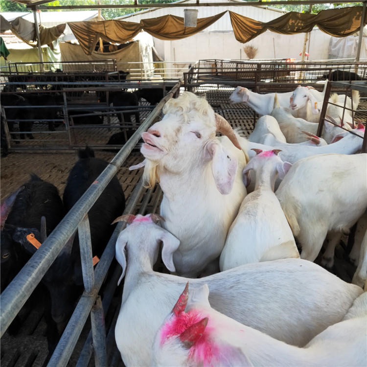 出售纯种白山羊正宗-美国白山羊苗-小羊羔-养殖技术培训-龙翔牧业图片