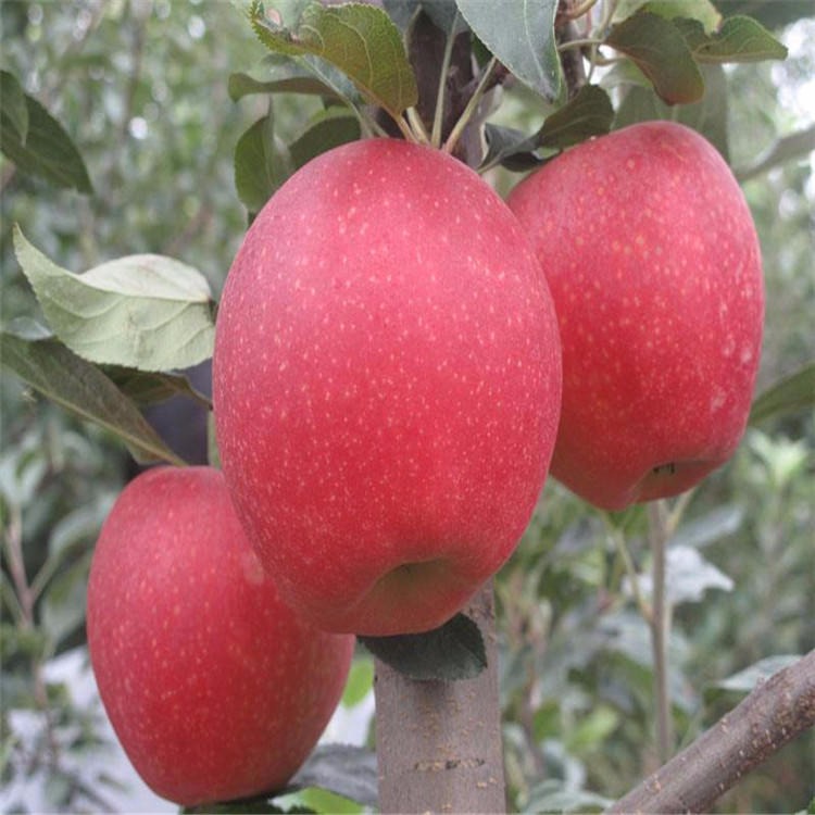 矮化苹果苗价格 出售矮化苹果苗 苹果树苗量大优惠 保湿邮寄
