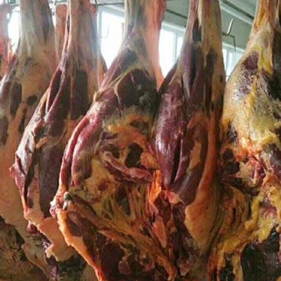 供应 进口蒙古草原活马现宰鲜马肉 吊杀马肉 可按客户要求加工质量可靠