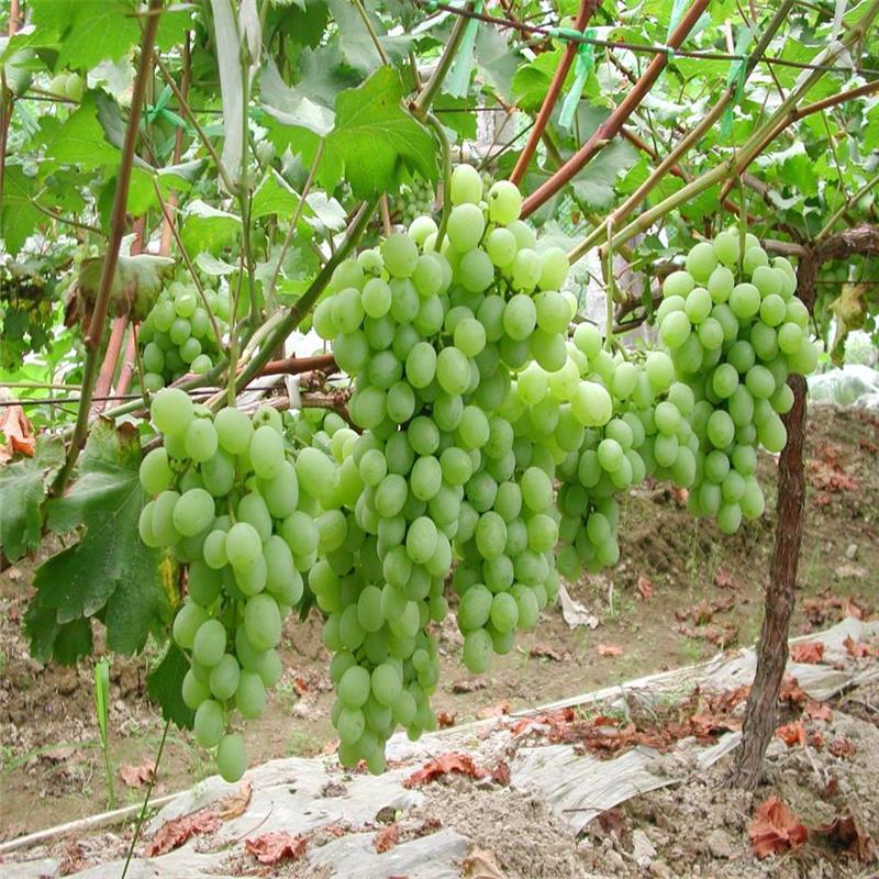 广西维多利亚葡萄树苗 洪森苗木大量批发 葡萄树苗数量充足