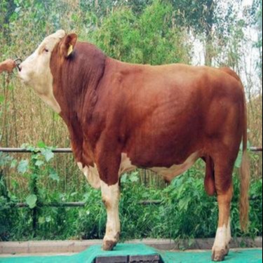 西门塔尔牛 正规养牛场直销供应 西门塔尔肉牛养殖场直销