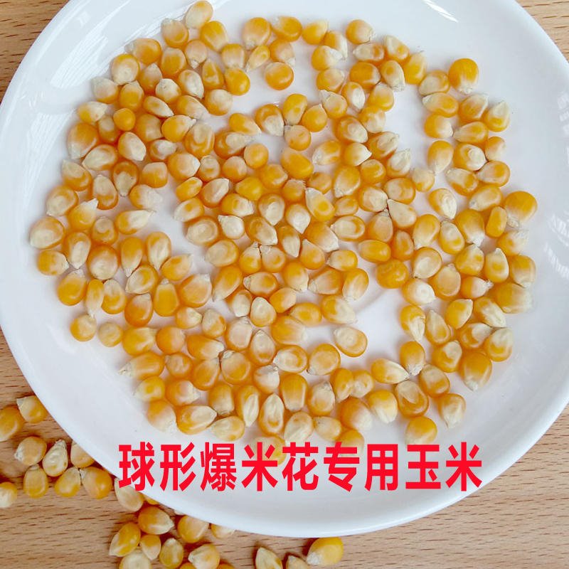 球形玉米 厂家优质供应 球形爆米花专用玉米