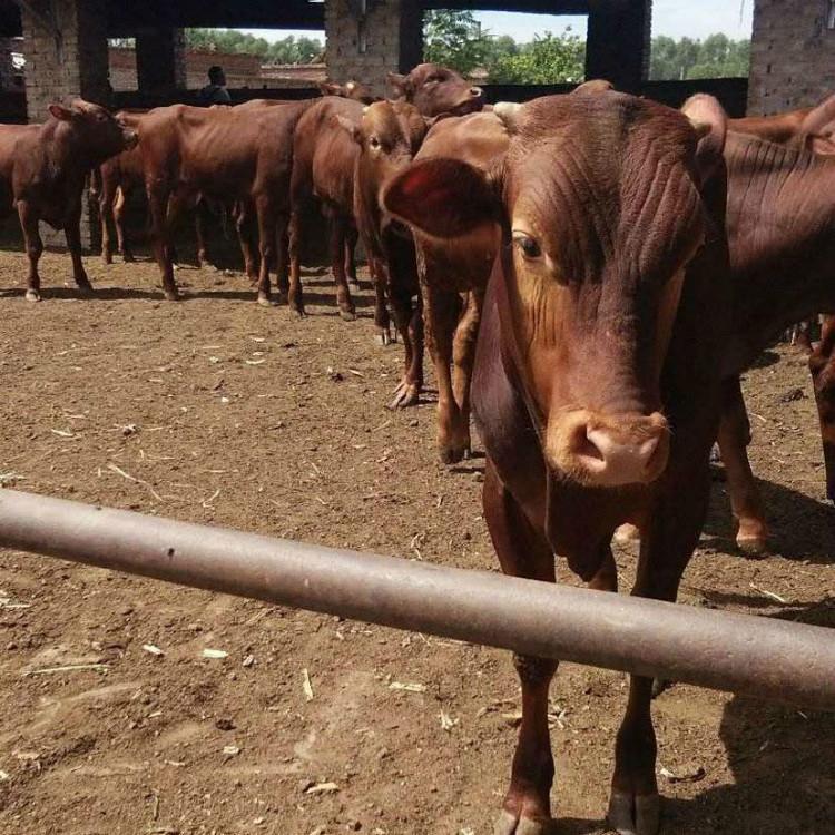 利木赞牛300斤 山东肉牛繁育基地 唐山肉牛养殖场 现代 常年批发