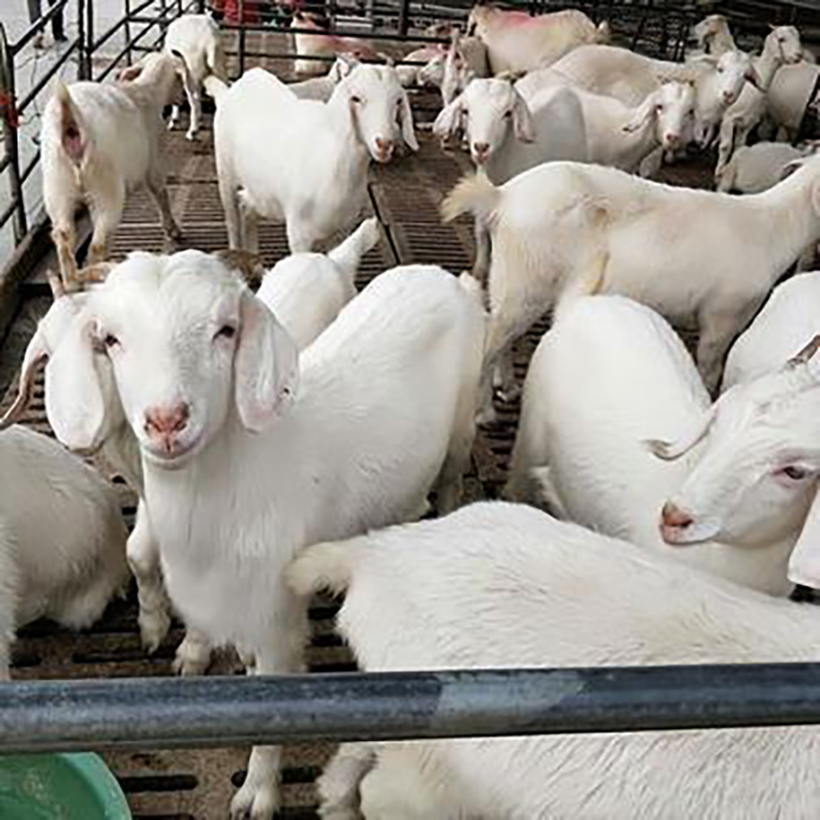 美国白山羊羊苗 零售美国白山羊 改良美国白山羊 鼎荣 厂家直供