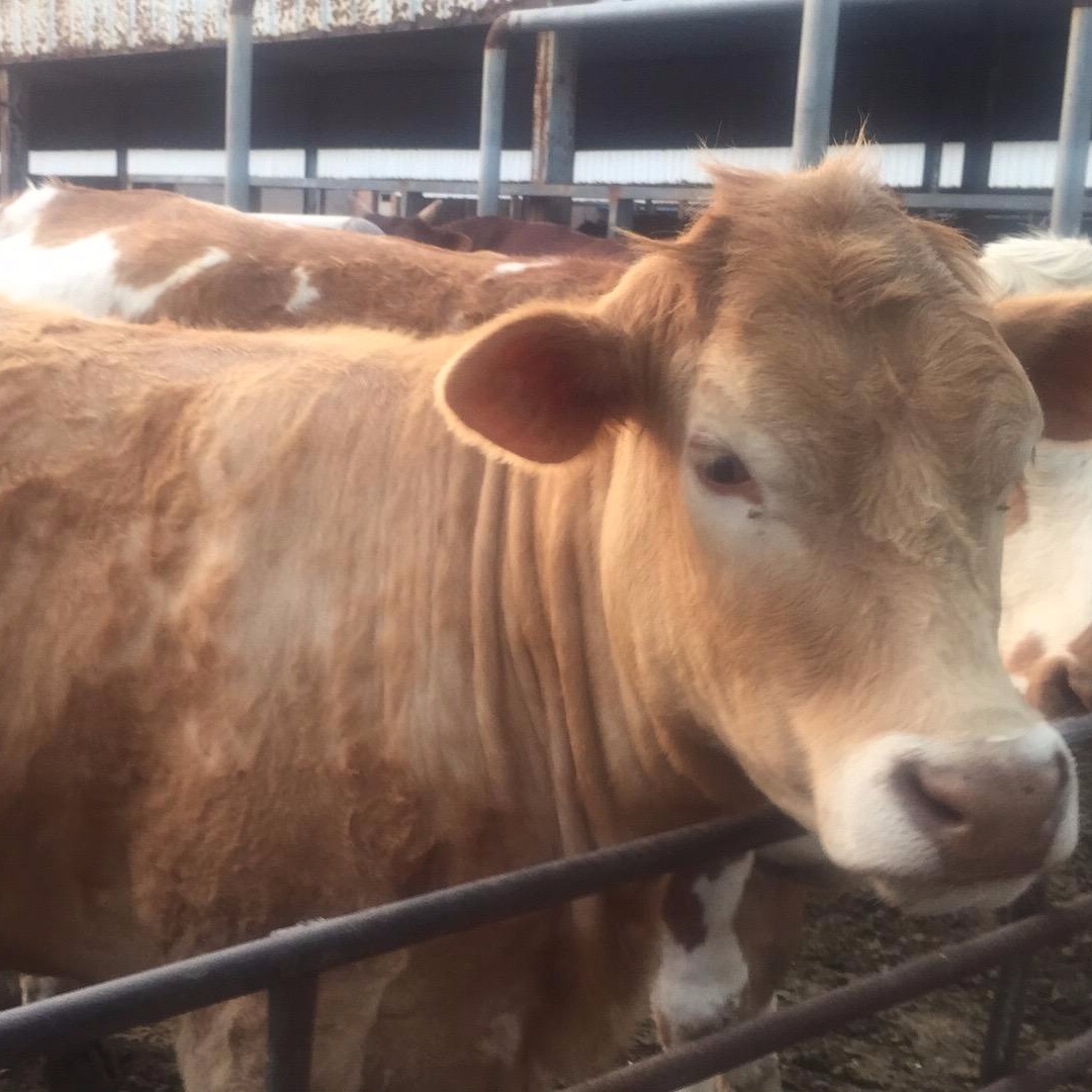 400斤鲁西黄牛小牛犊价格 山东黄牛养殖场批发种牛 通凯 长期供应