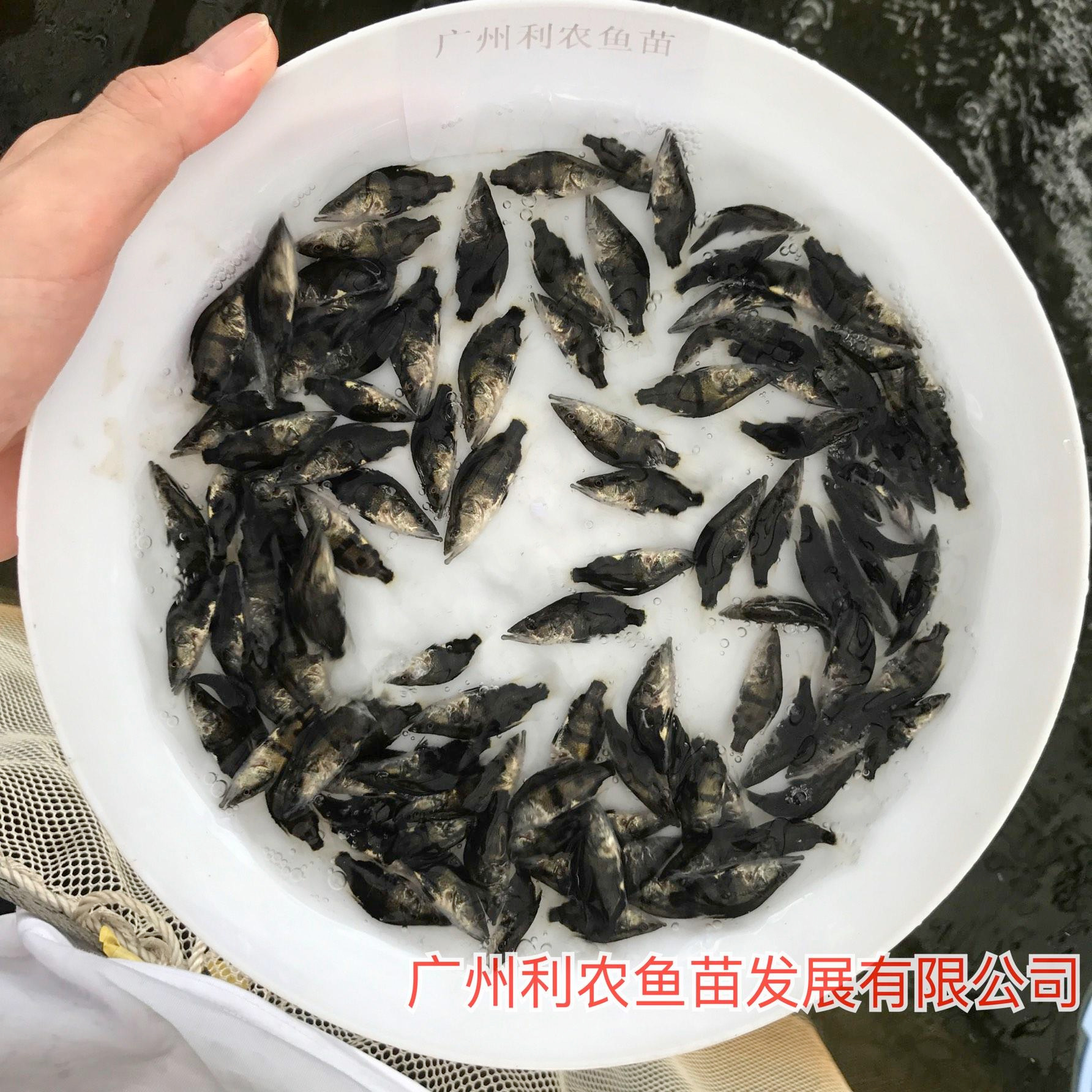 少病害 江西萍乡桂花鱼苗出售 5cm快大品种优选鳜鱼苗
